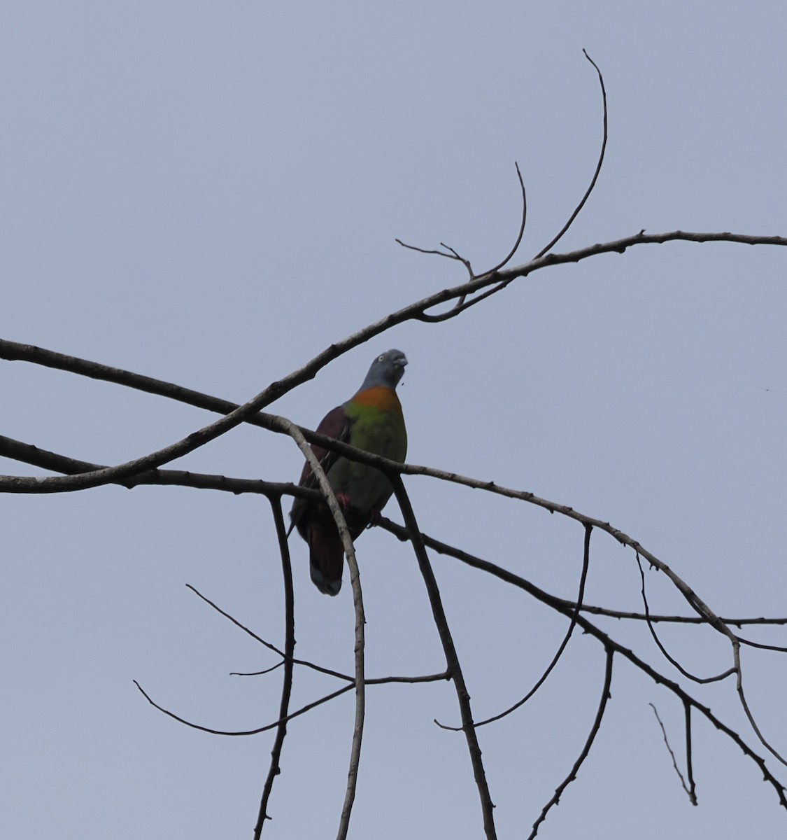 Little Green-Pigeon - ML617596557