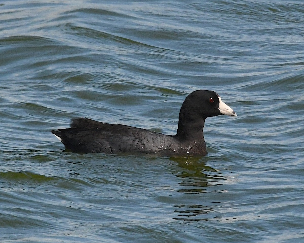 American Coot - Ted Wolff