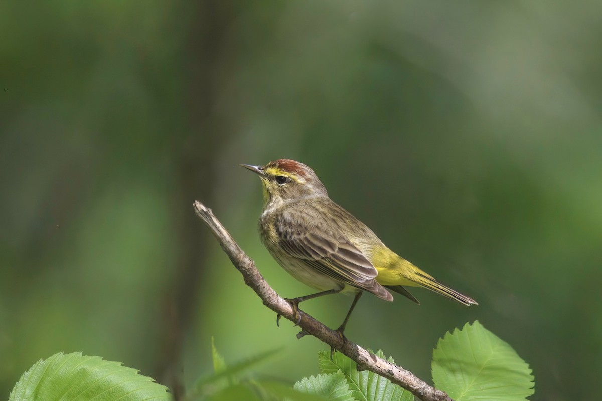 Palm Warbler - ML617596576