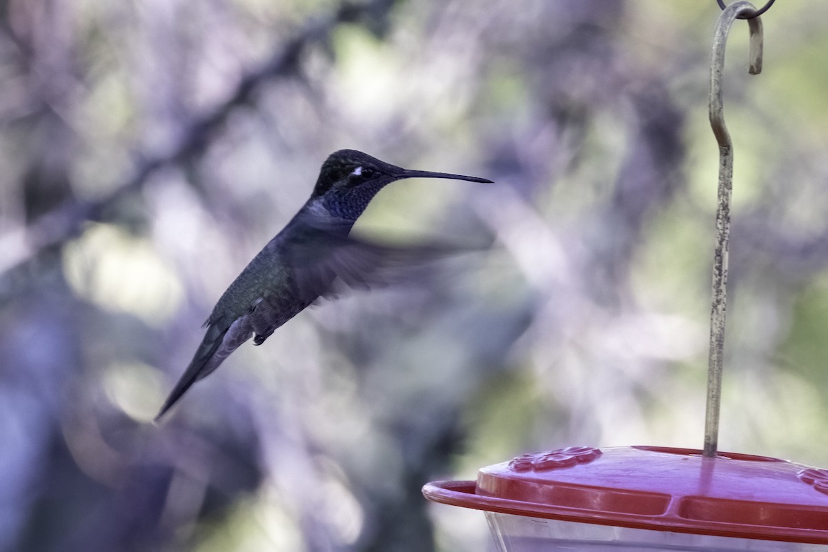 kolibřík blankytohrdlý - ML617596608