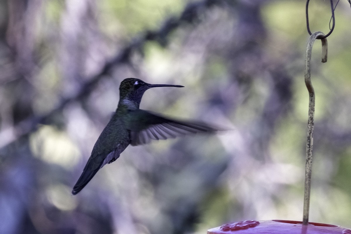 kolibřík blankytohrdlý - ML617596609
