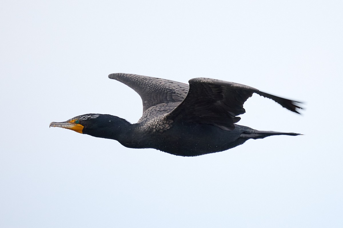 Double-crested Cormorant - Ed Yong