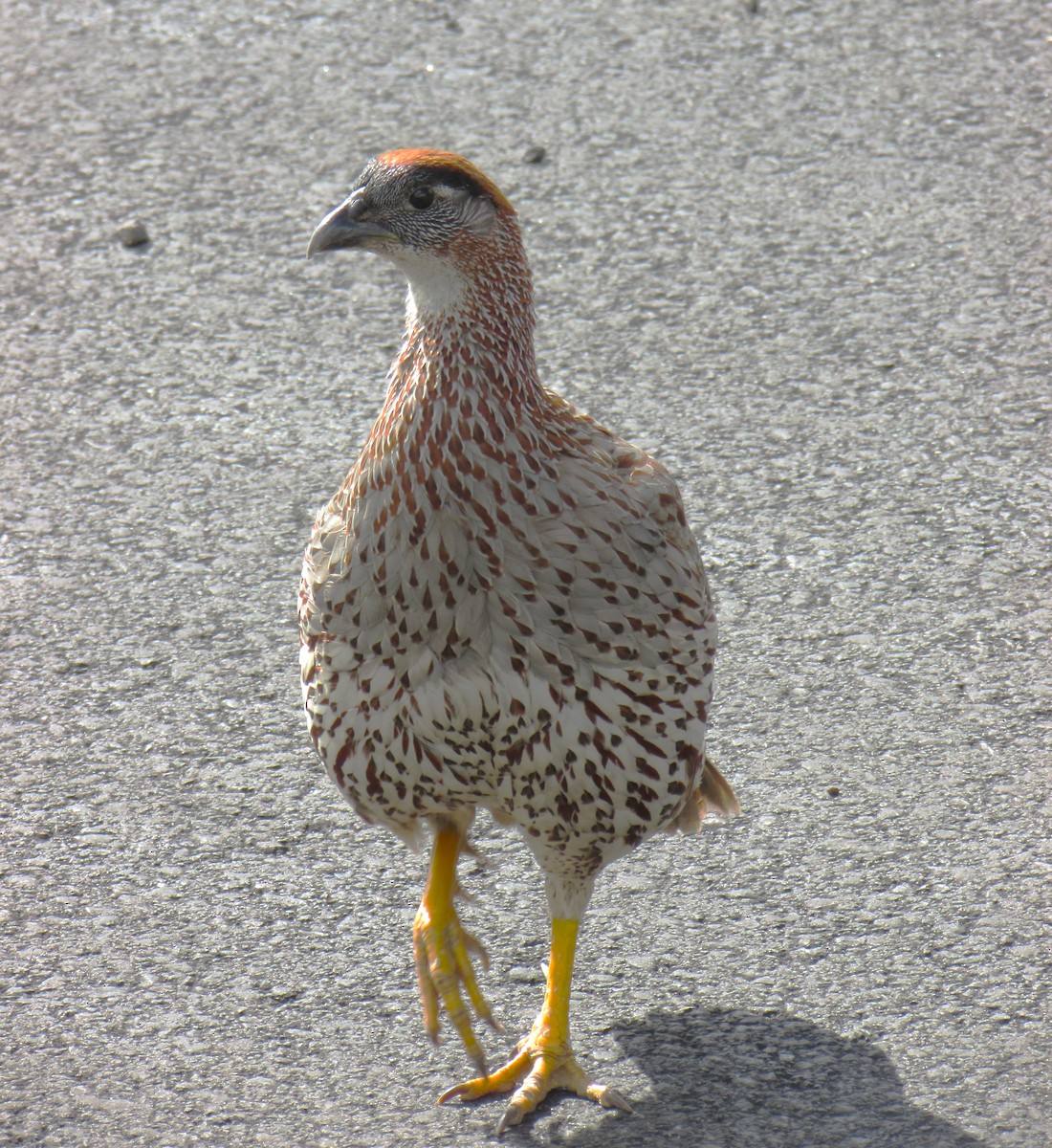 Erckel's Spurfowl - ML617596680