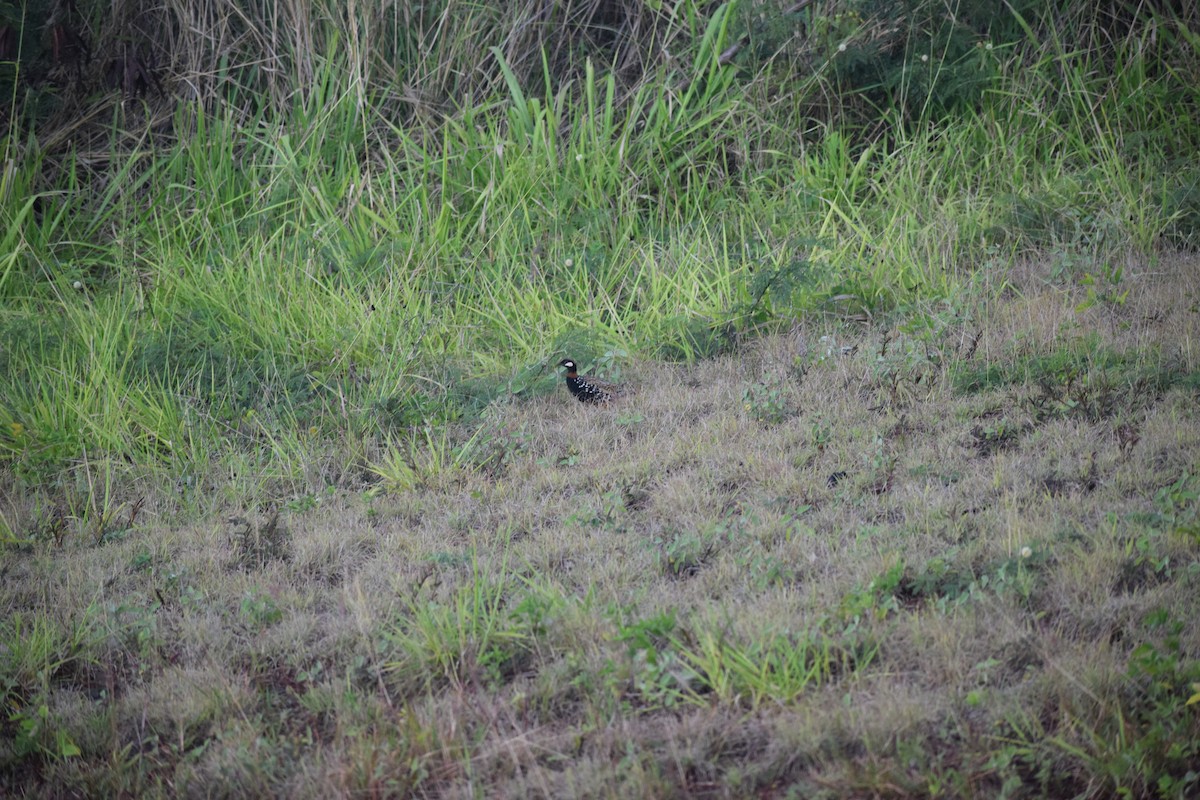 Black Francolin - ML617596701