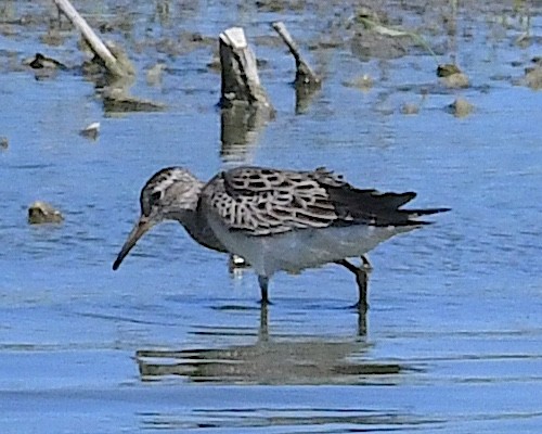 Pectoral Sandpiper - Ted Wolff
