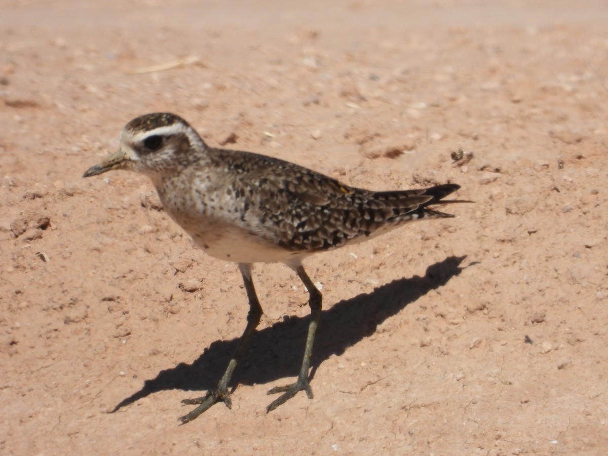 American Golden-Plover - ML617596867