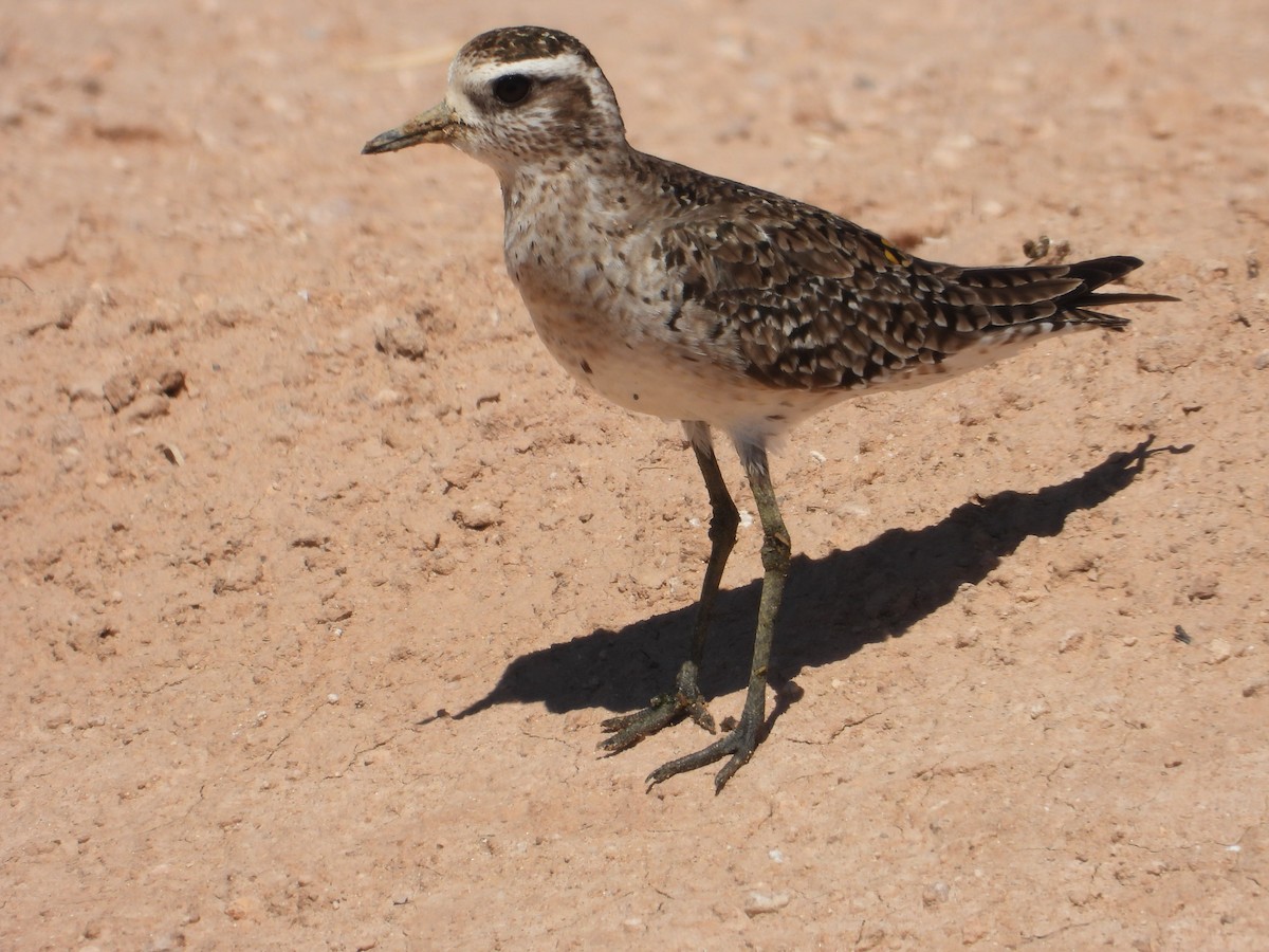 American Golden-Plover - Colby Neuman