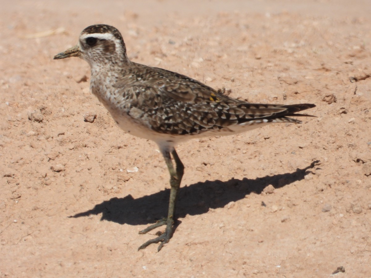 American Golden-Plover - Colby Neuman