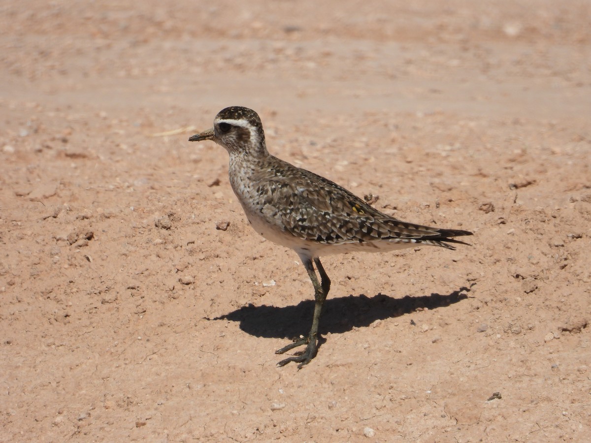 American Golden-Plover - ML617596870