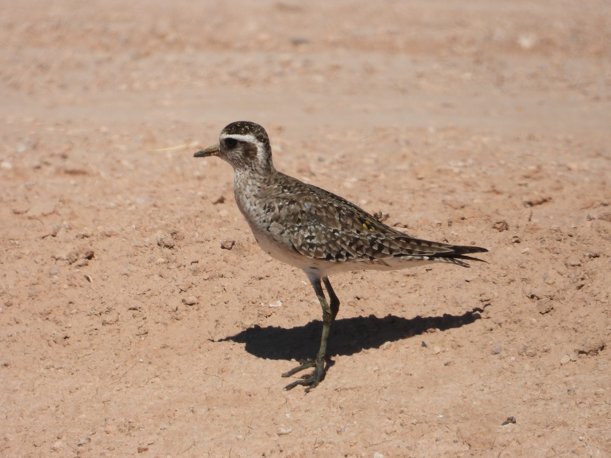 American Golden-Plover - ML617596871