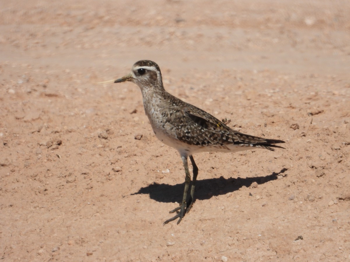 American Golden-Plover - Colby Neuman