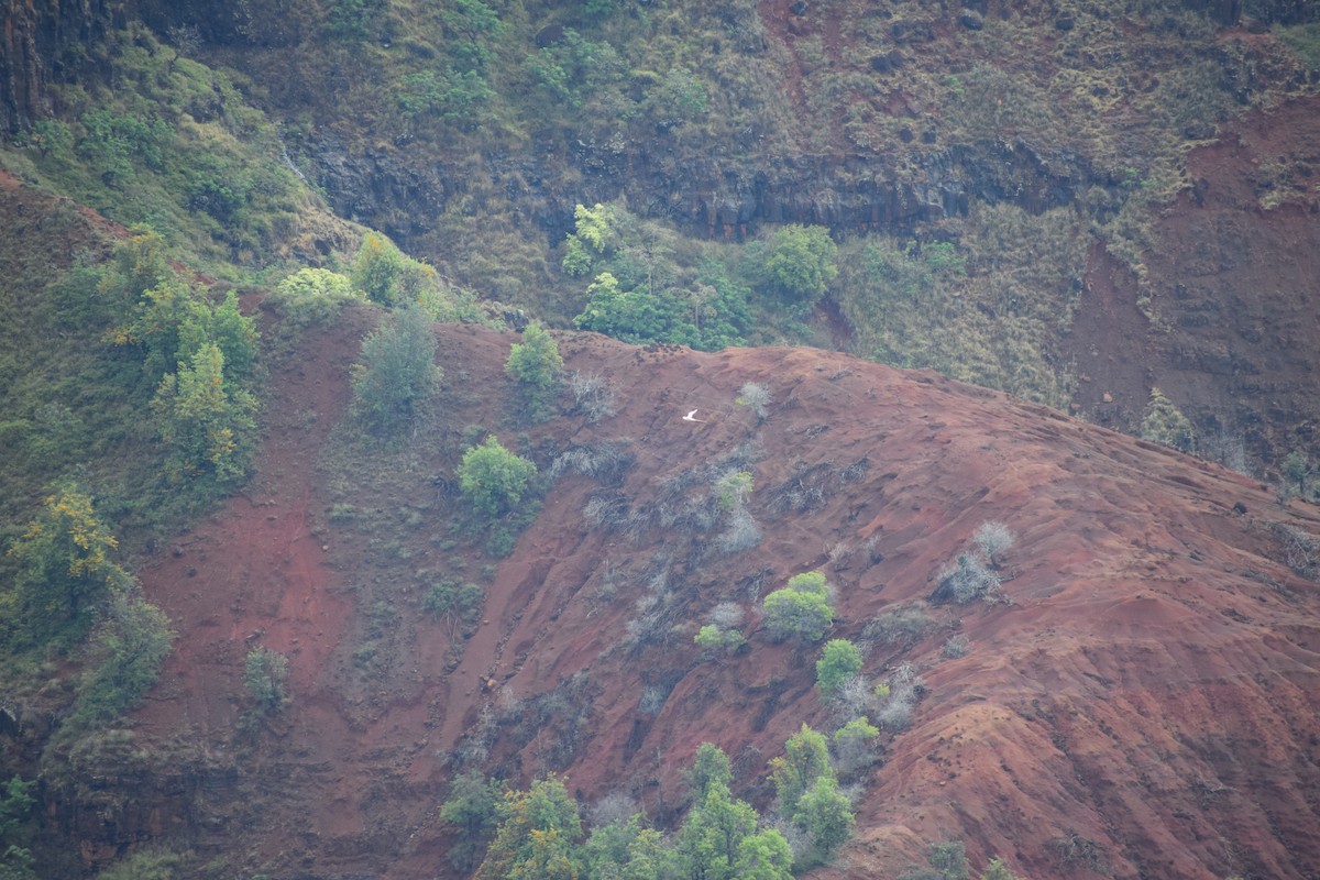 White-tailed Tropicbird - ML617596902