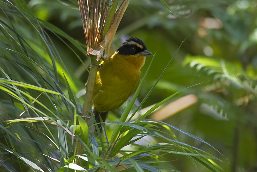 Black-capped Hemispingus - ML617596946