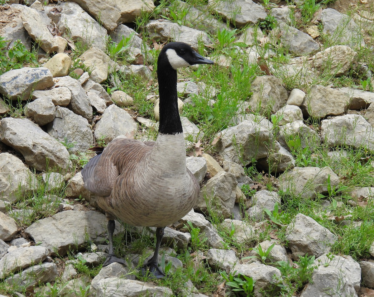 Canada Goose - ML617597032