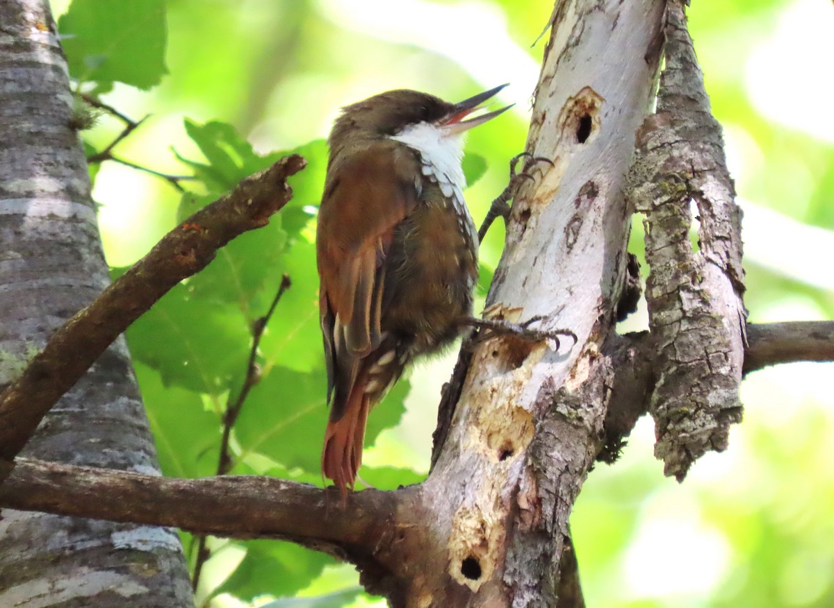 White-throated Treerunner - Chris Hayward