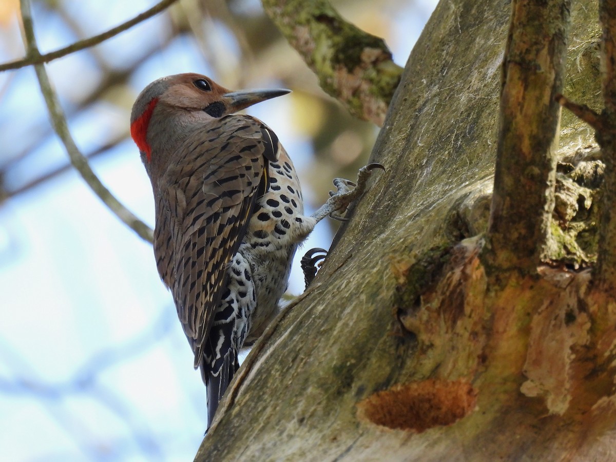 Northern Flicker (Yellow-shafted) - ML617597085