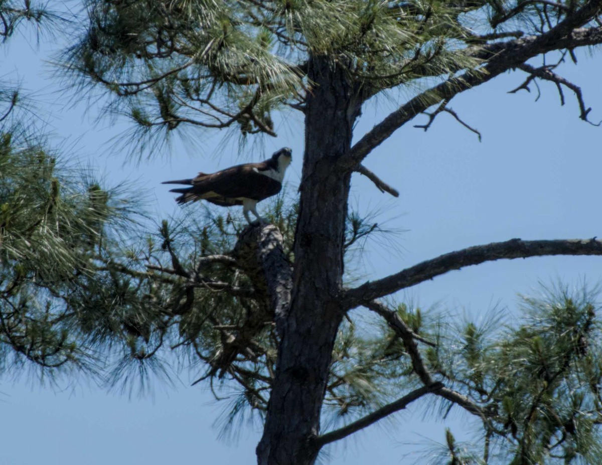 Águila Pescadora - ML617597093