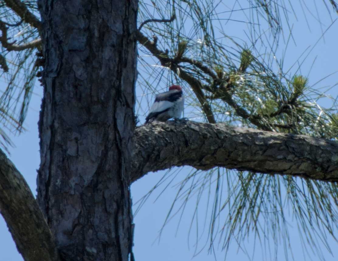 Red-headed Woodpecker - ML617597098