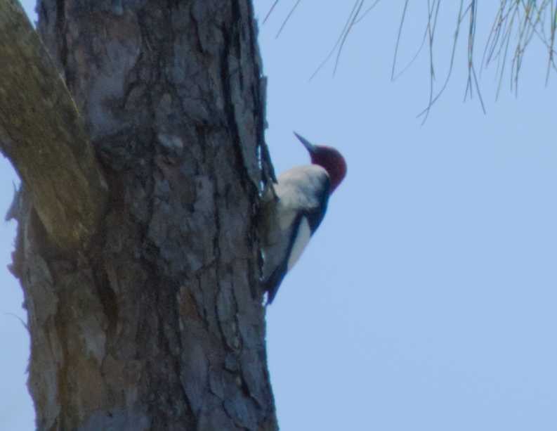 Red-headed Woodpecker - Caleb Evert