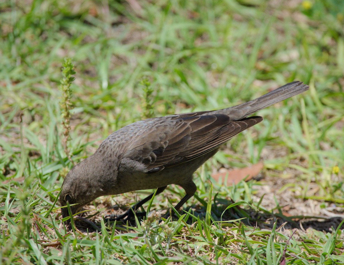 Tordo Cabecipardo - ML617597112