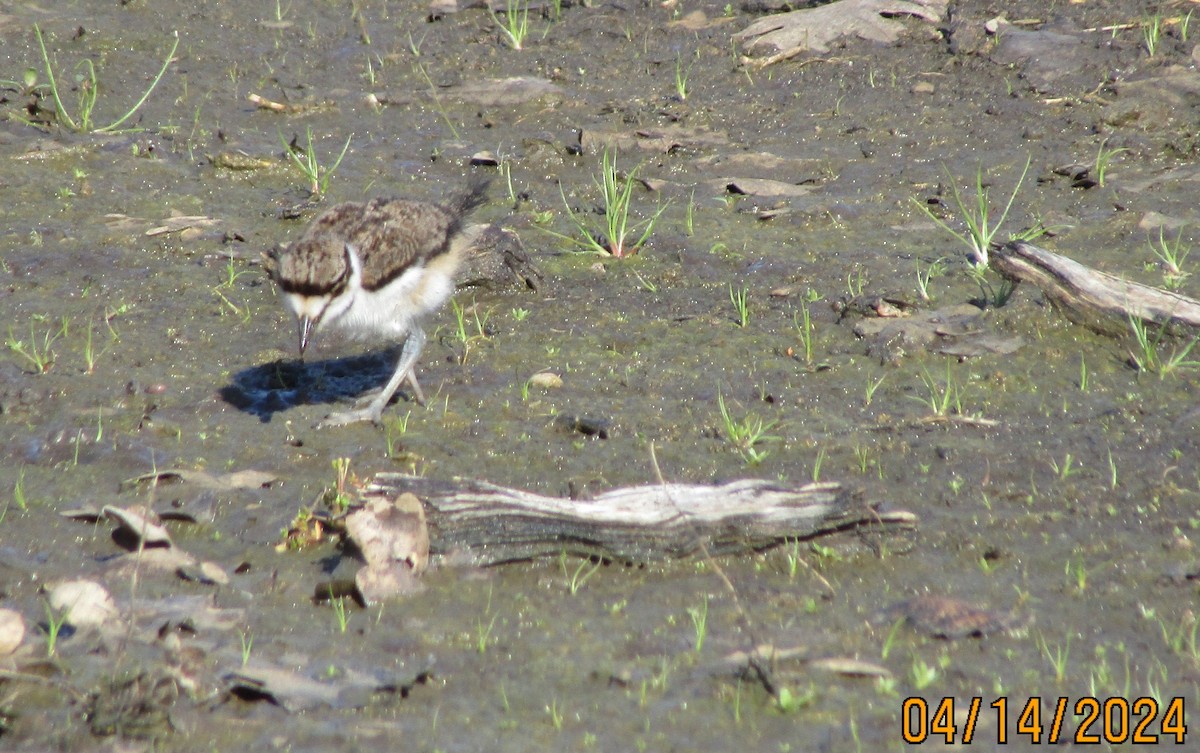 Killdeer - ML617597121