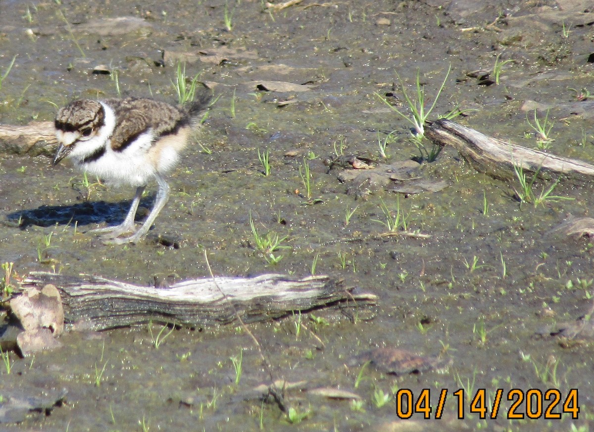 Killdeer - ML617597122