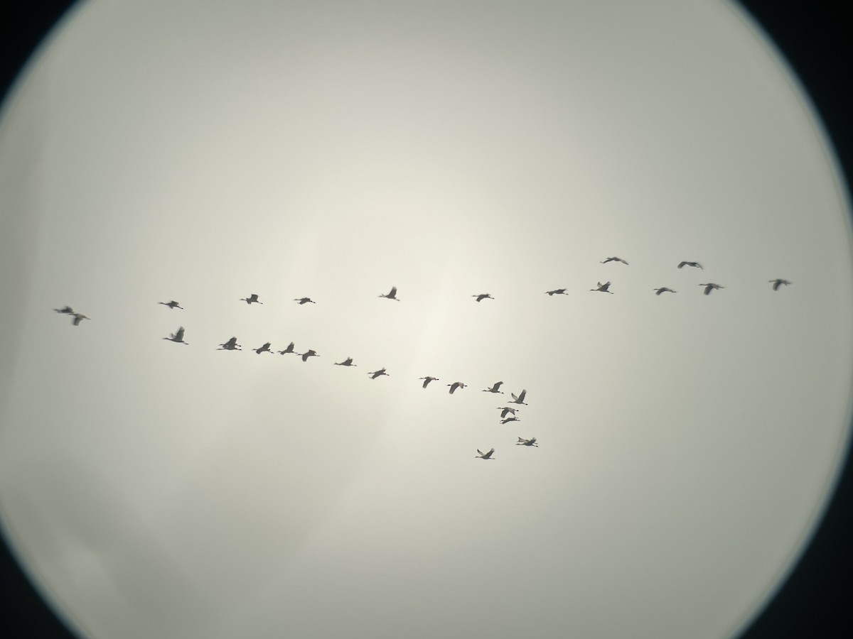 Sandhill Crane - ML617597135