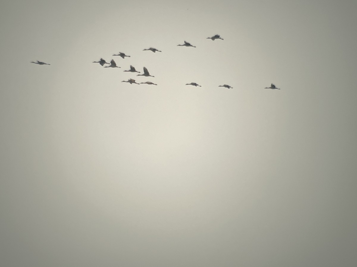 Sandhill Crane - ML617597136
