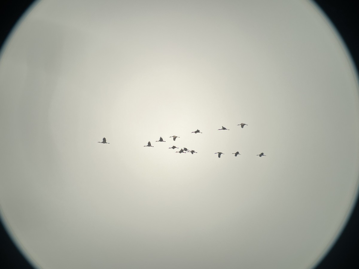 Sandhill Crane - ML617597138