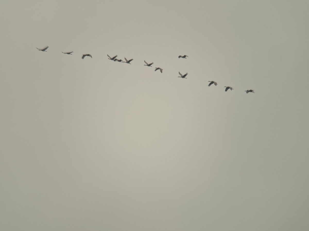 Sandhill Crane - ML617597139
