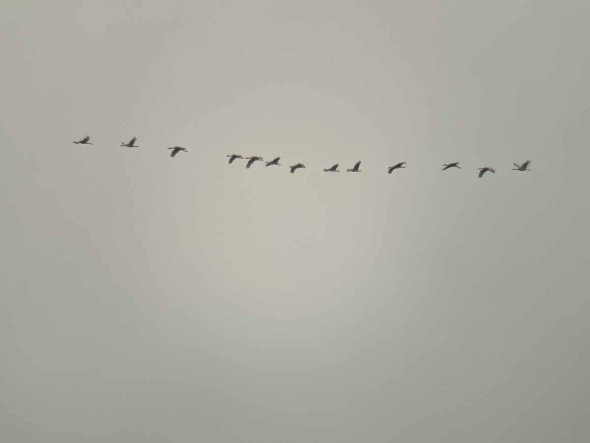 Sandhill Crane - ML617597140