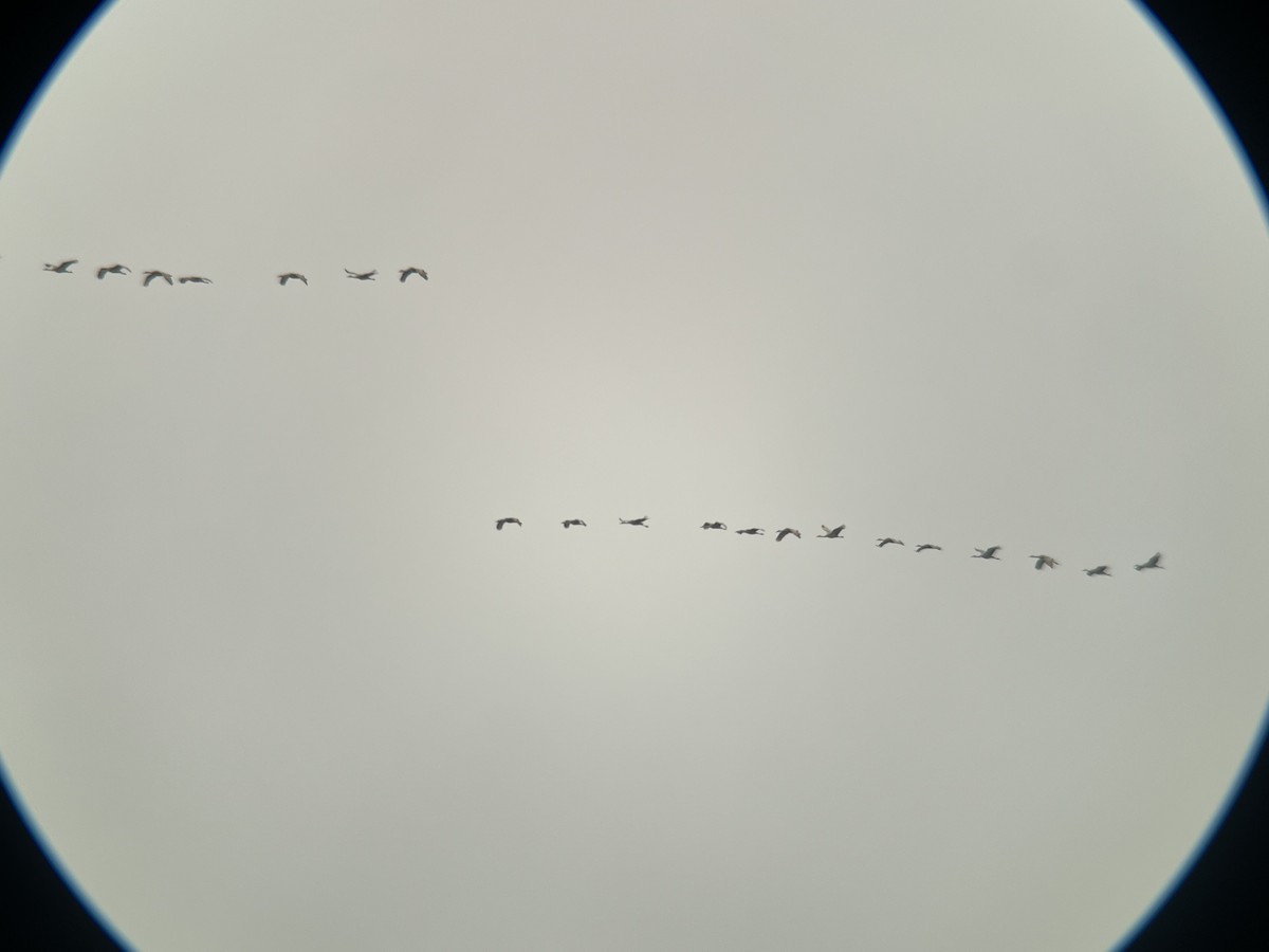 Sandhill Crane - ML617597141