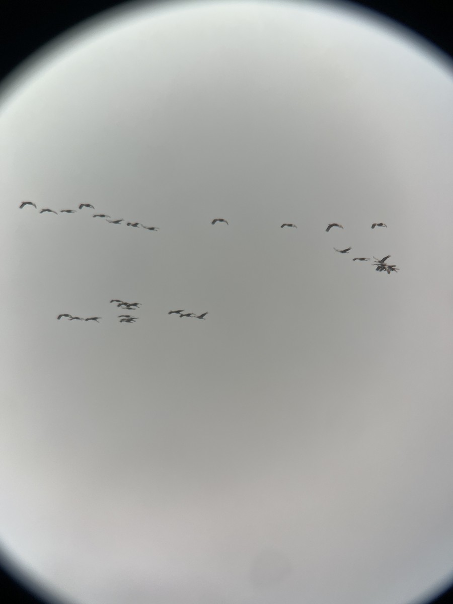 Sandhill Crane - ML617597142