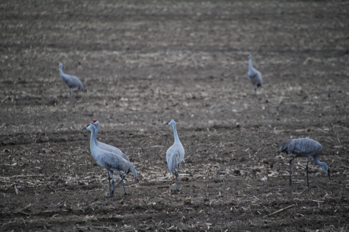 Sandhill Crane - ML617597143
