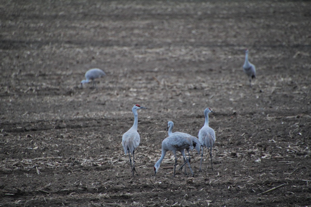 Sandhill Crane - ML617597144