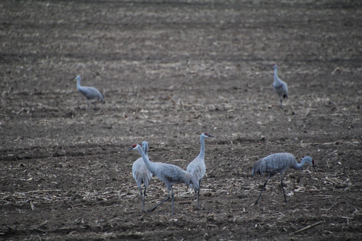 Sandhill Crane - ML617597145