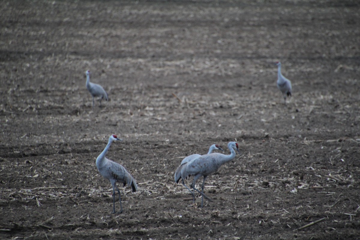 Sandhill Crane - ML617597146