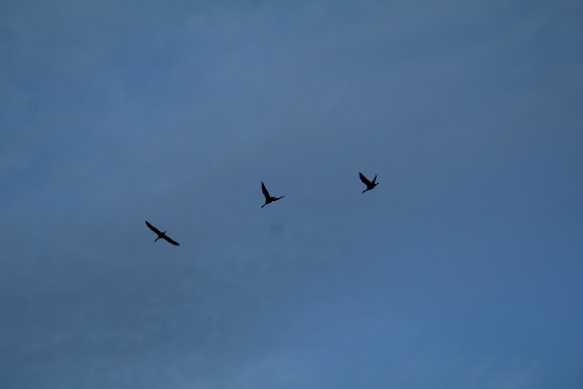 Sandhill Crane - ML617597152