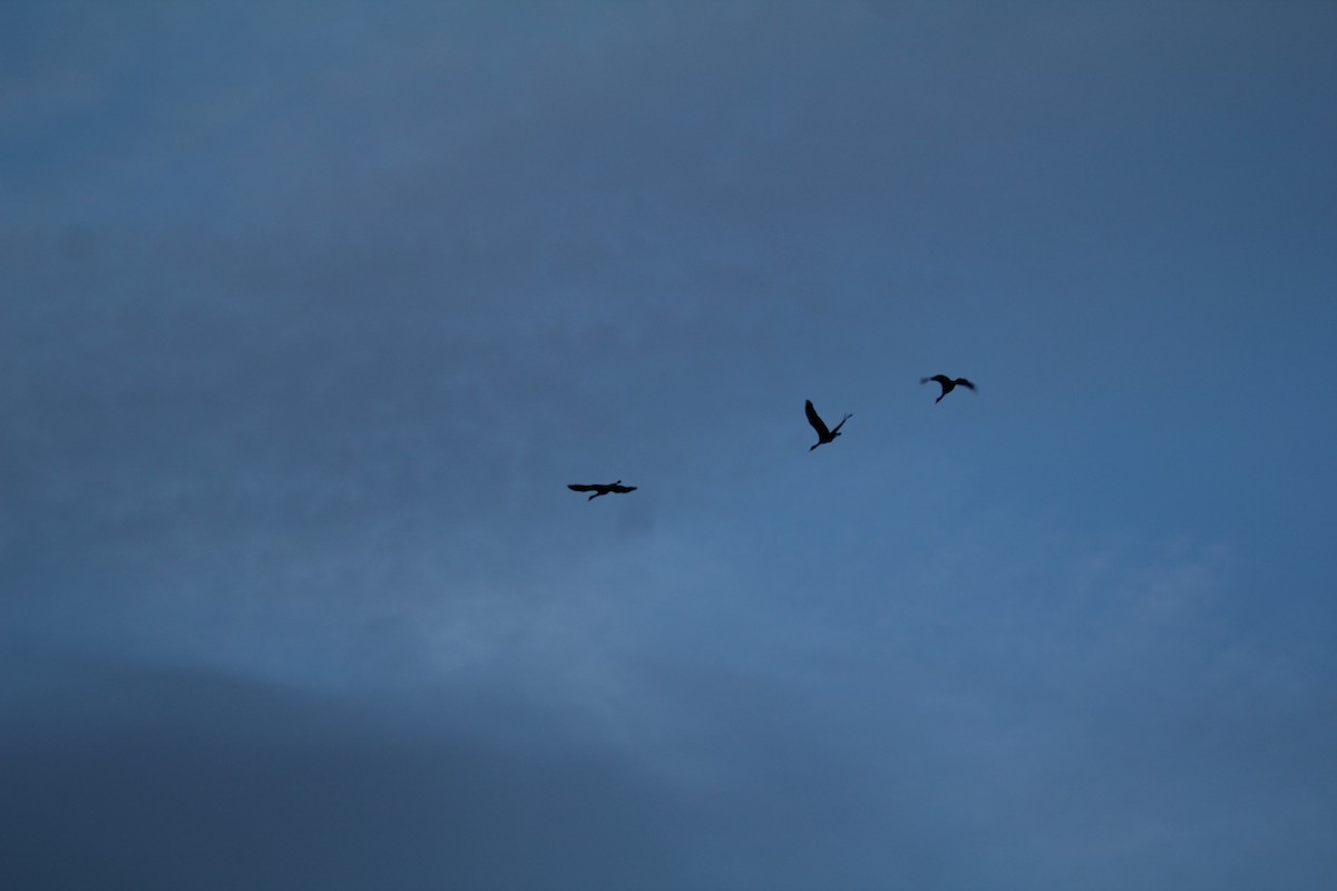 Sandhill Crane - ML617597153