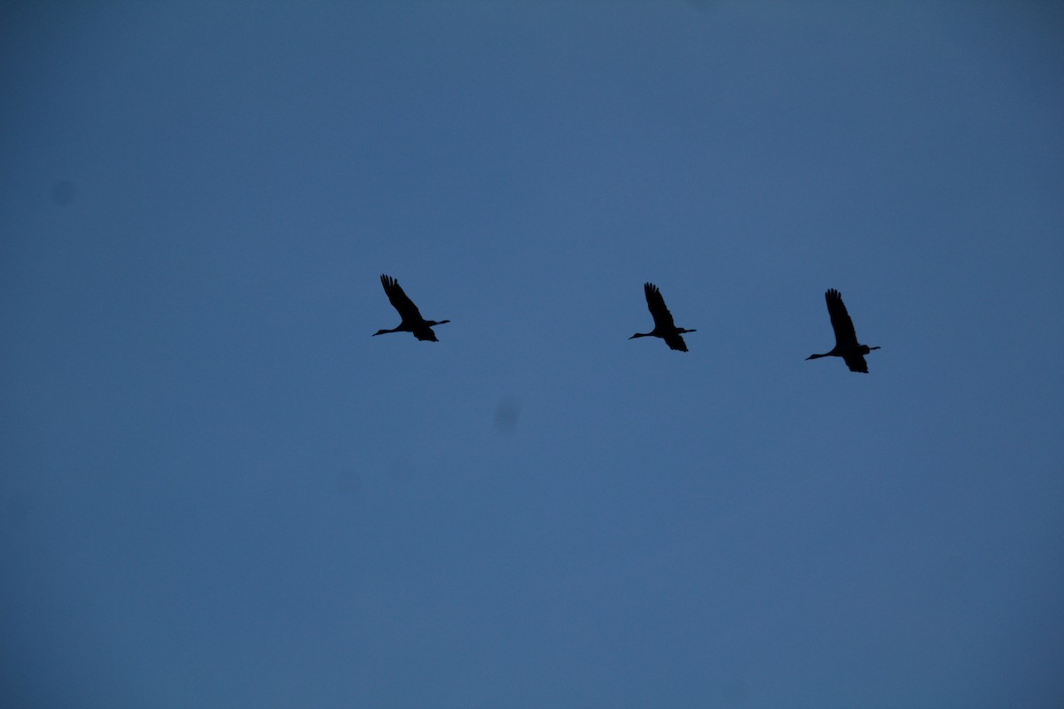 Sandhill Crane - ML617597154