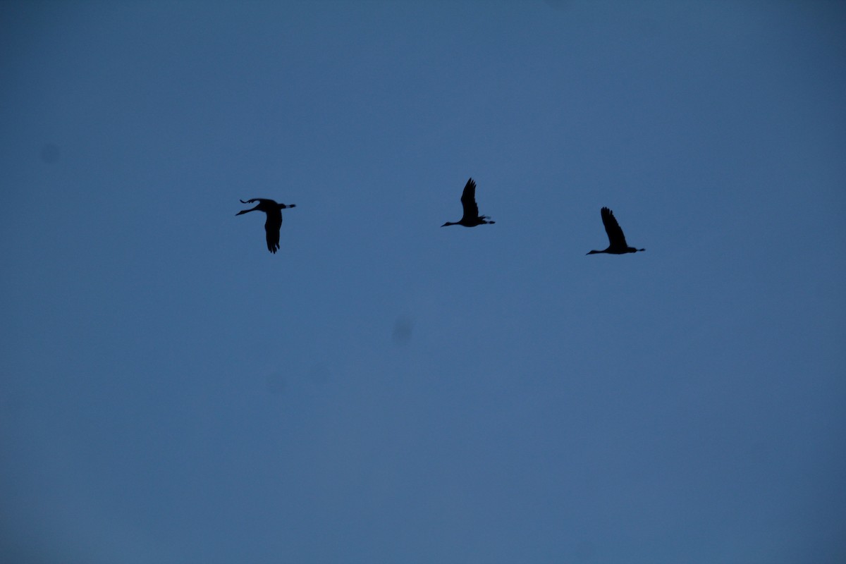 Sandhill Crane - ML617597156