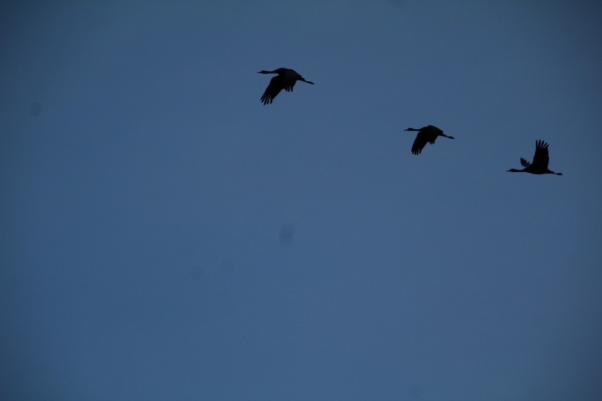 Sandhill Crane - ML617597157