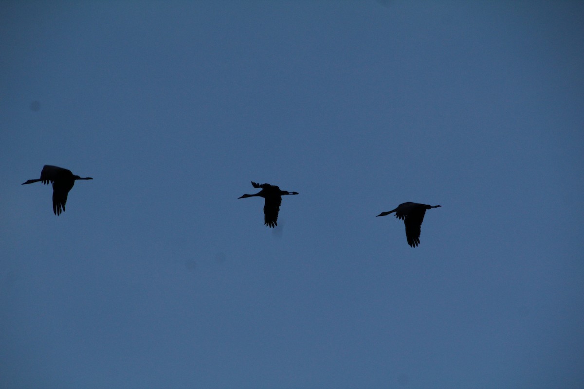 Sandhill Crane - ML617597158