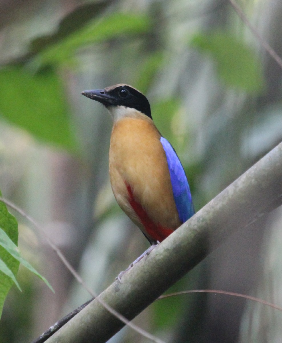 Blue-winged Pitta - ML617597172