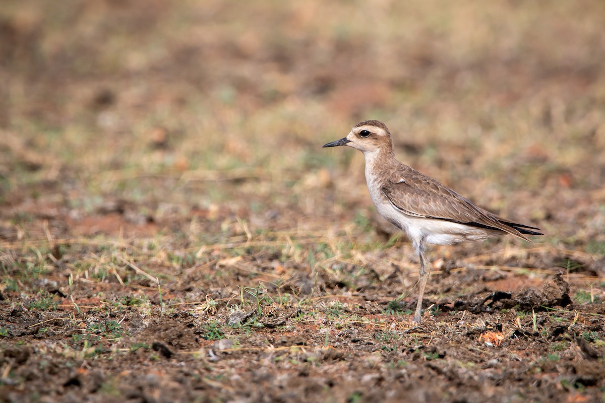 Caspian Plover - ML617597183