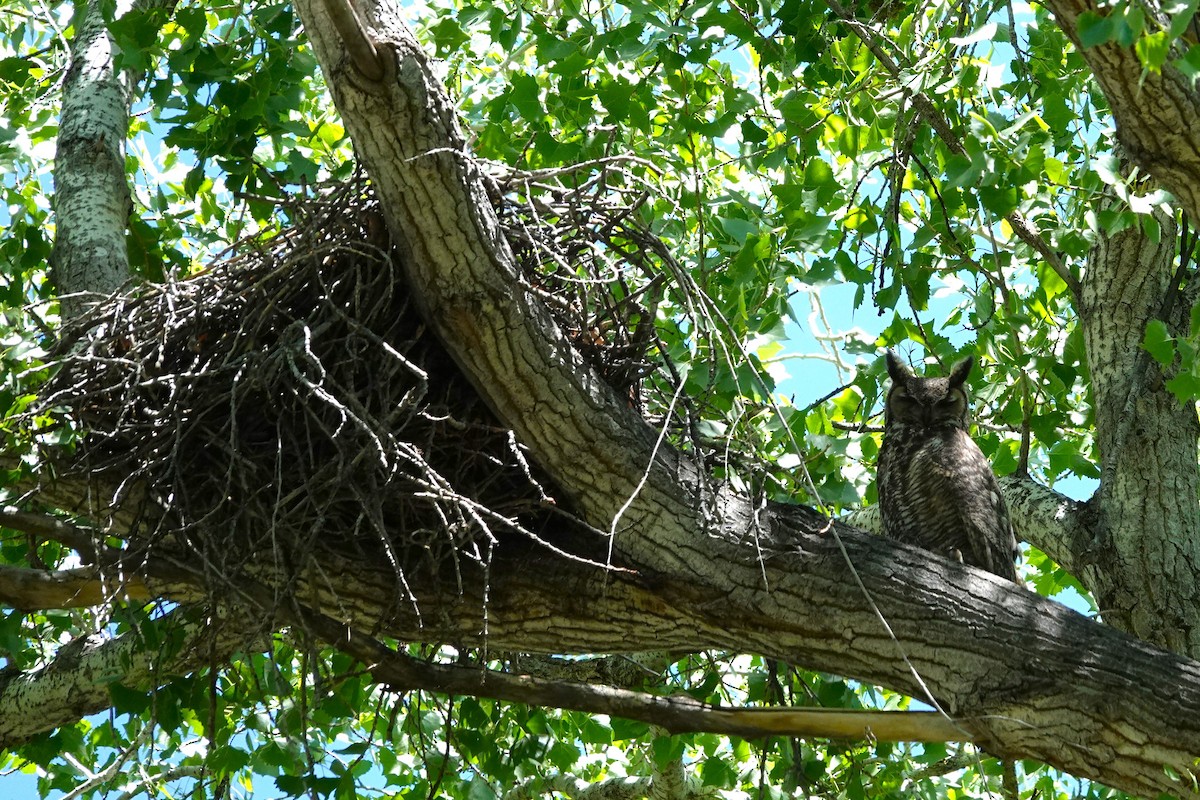 Great Horned Owl - ML617597188