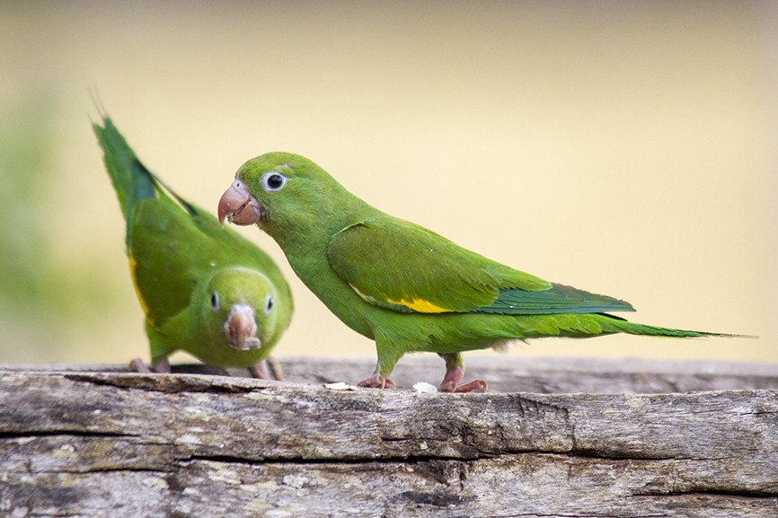 Yellow-chevroned Parakeet - ML617597193