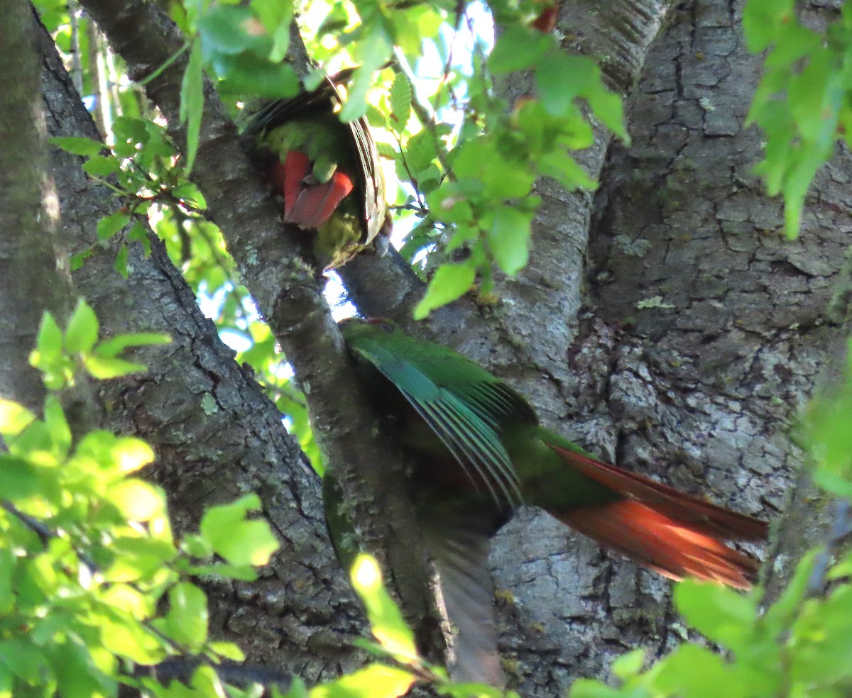 Austral Parakeet - ML617597214