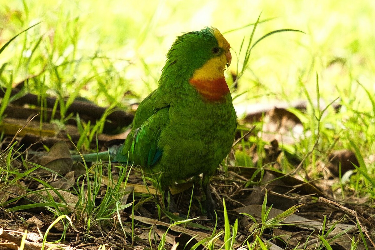 Superb Parrot - ML617597225