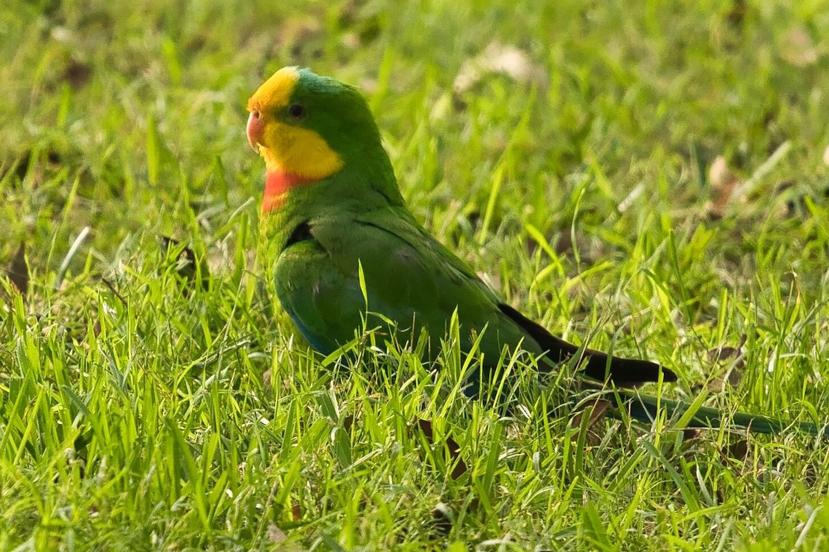 Superb Parrot - ML617597231